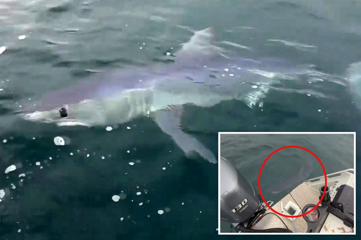 Dad and son 'stalked' by boat-eating shark near island