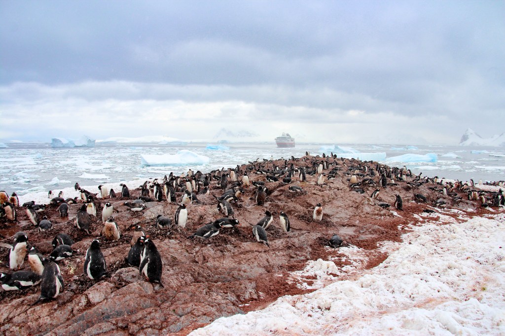 Penguins.