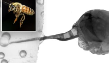 Australian scientists capture footage of honeybee’s venom-pumping stinger
