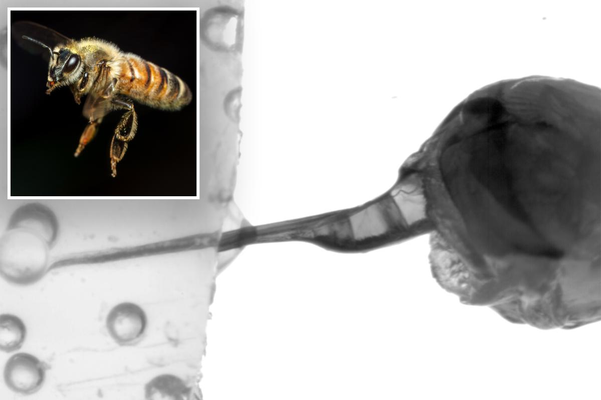 Australian scientists capture footage of honeybee’s venom-pumping stinger