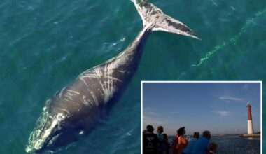 No. 5192 —the whale that refuses to die