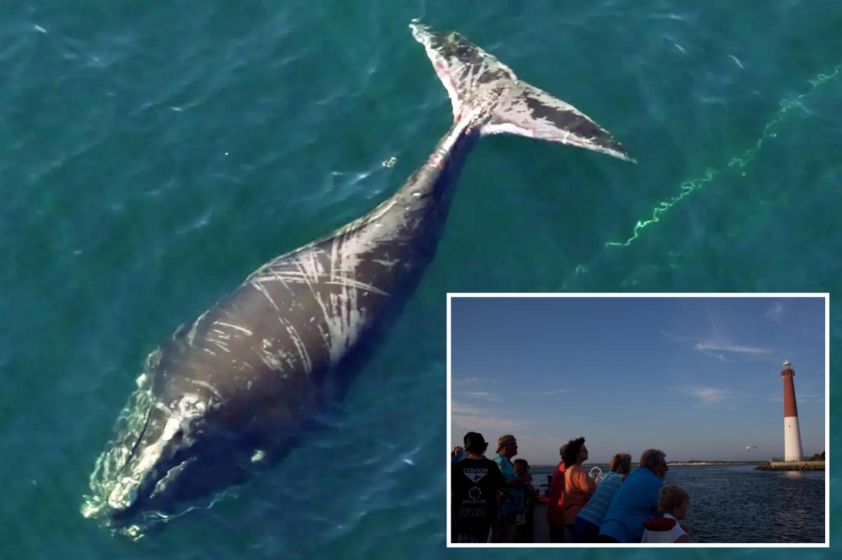No. 5192 —the whale that refuses to die