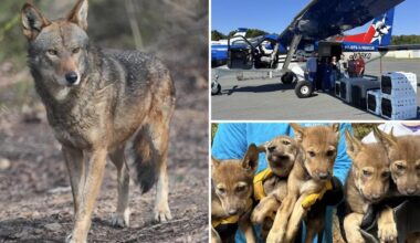 Critically endangered red wolves survive interstate journey