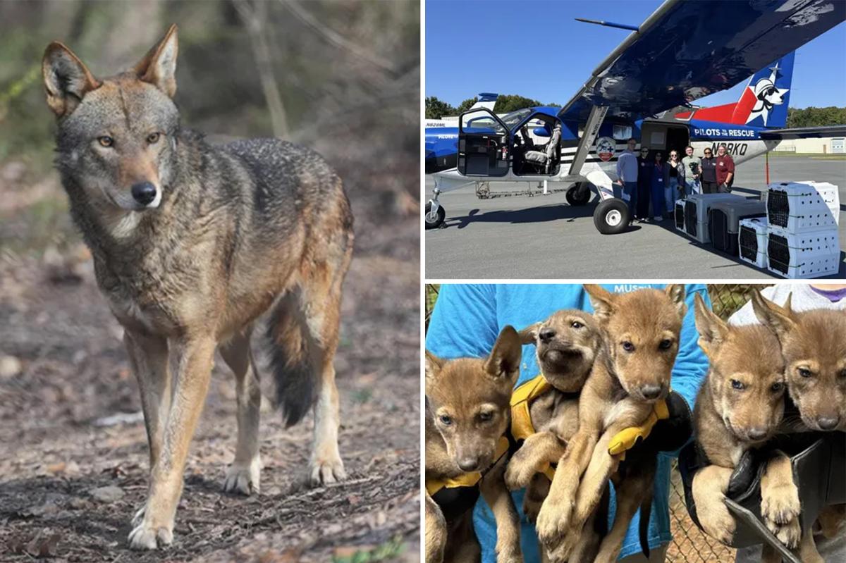 Critically endangered red wolves survive interstate journey
