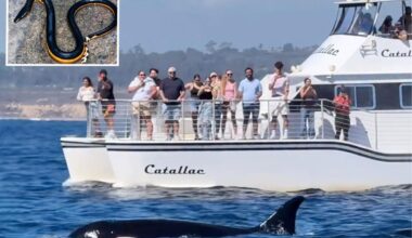 The exotic –– and extremely weird –– new species being spotted off California as super El Niño looms