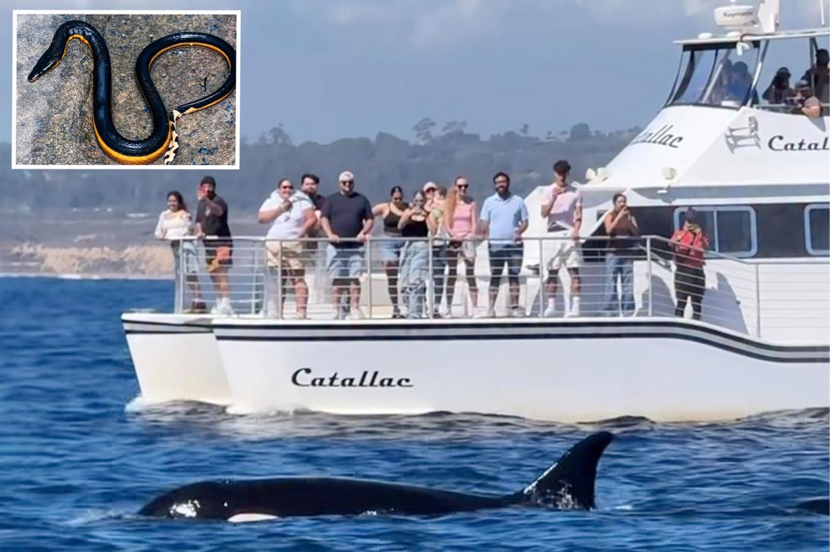 The exotic –– and extremely weird –– new species being spotted off California as super El Niño looms