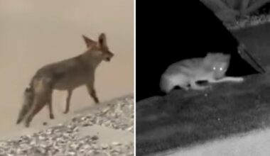 LA neighbor who fed coyote investigated after animal mauls toddler