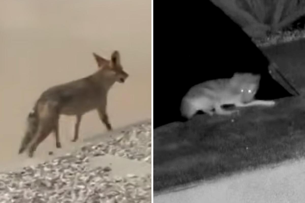 LA neighbor who fed coyote investigated after animal mauls toddler