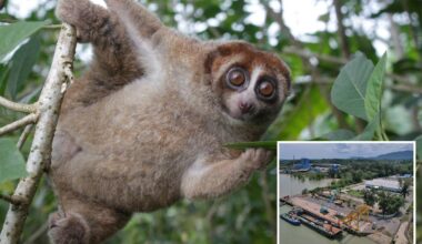 Venomous primate found in Indonesia after vanishing in 1930s