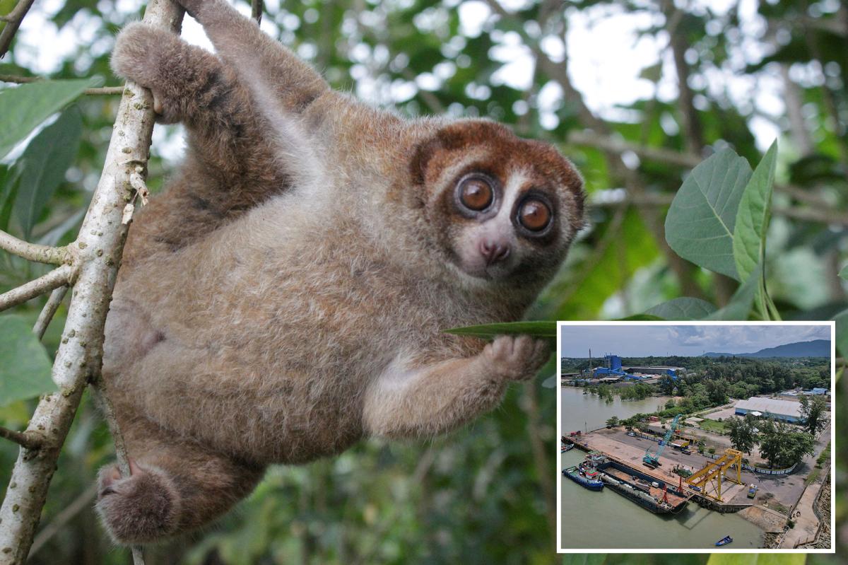 Venomous primate found in Indonesia after vanishing in 1930s