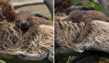 San Diego Zoo welcomes newborn sloth in adorable video on National Sloth Day