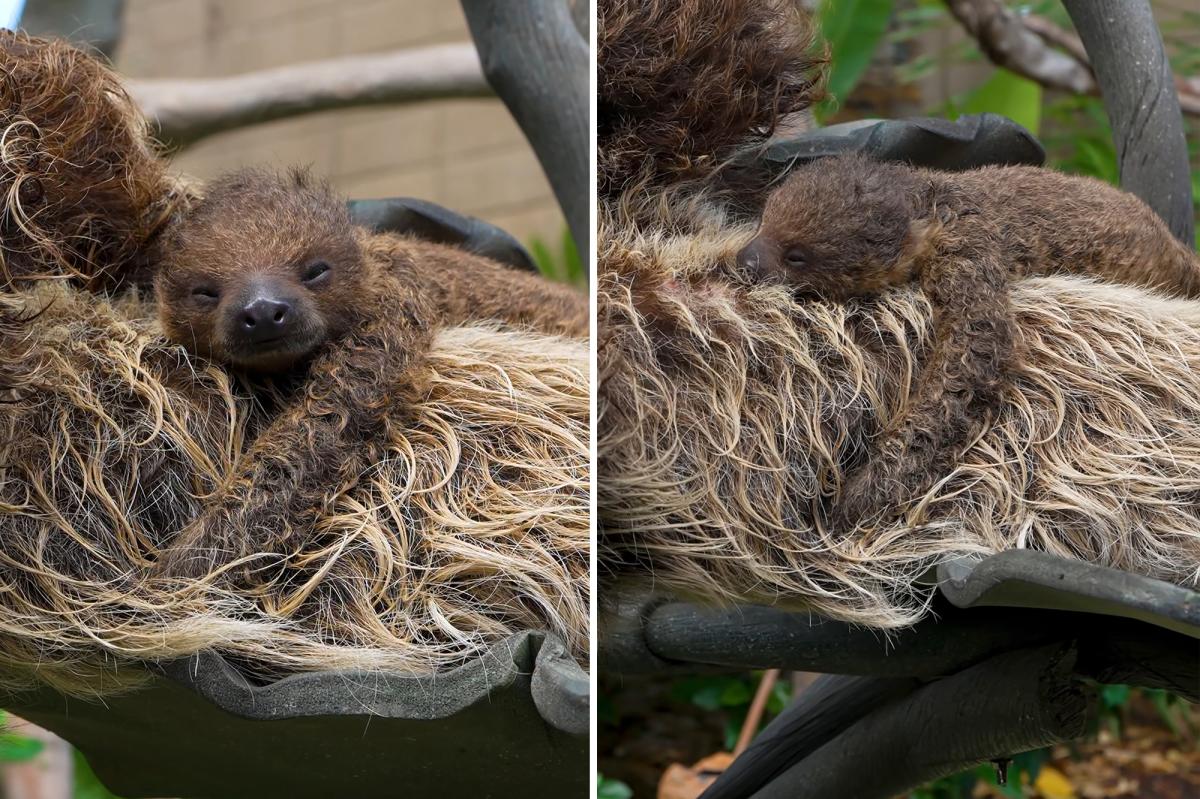 San Diego Zoo welcomes newborn sloth in adorable video on National Sloth Day