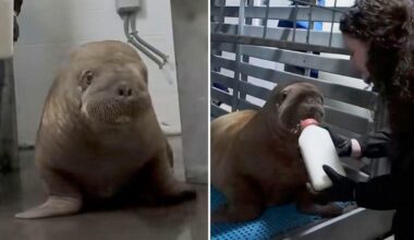 Orphaned Alaskan baby walrus goes to SeaWorld Orlando