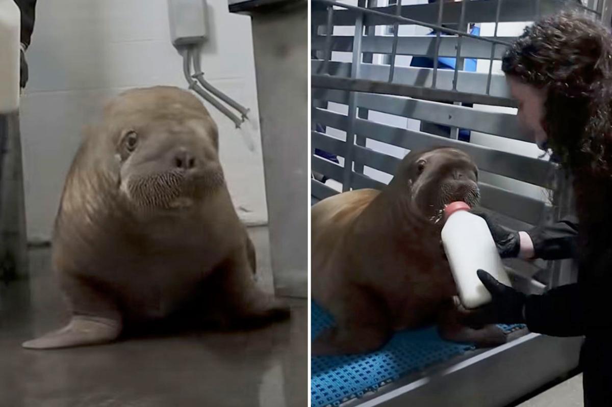Orphaned Alaskan baby walrus goes to SeaWorld Orlando