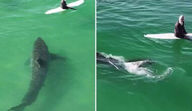 Massive great white shark lurks under California surfers in video