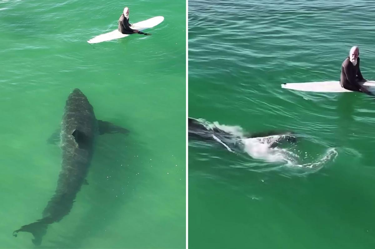 Massive great white shark lurks under California surfers in video