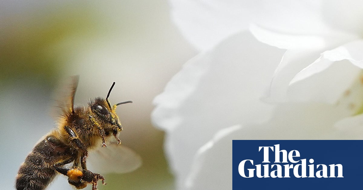 ‘Crucial opportunity to act’ as study finds most of Europe’s wild bee species in decline | Cop17 biodiversity summit
