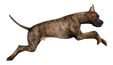 Big Dogs May Die Earlier Due to Unruly 'Jumping Genes'