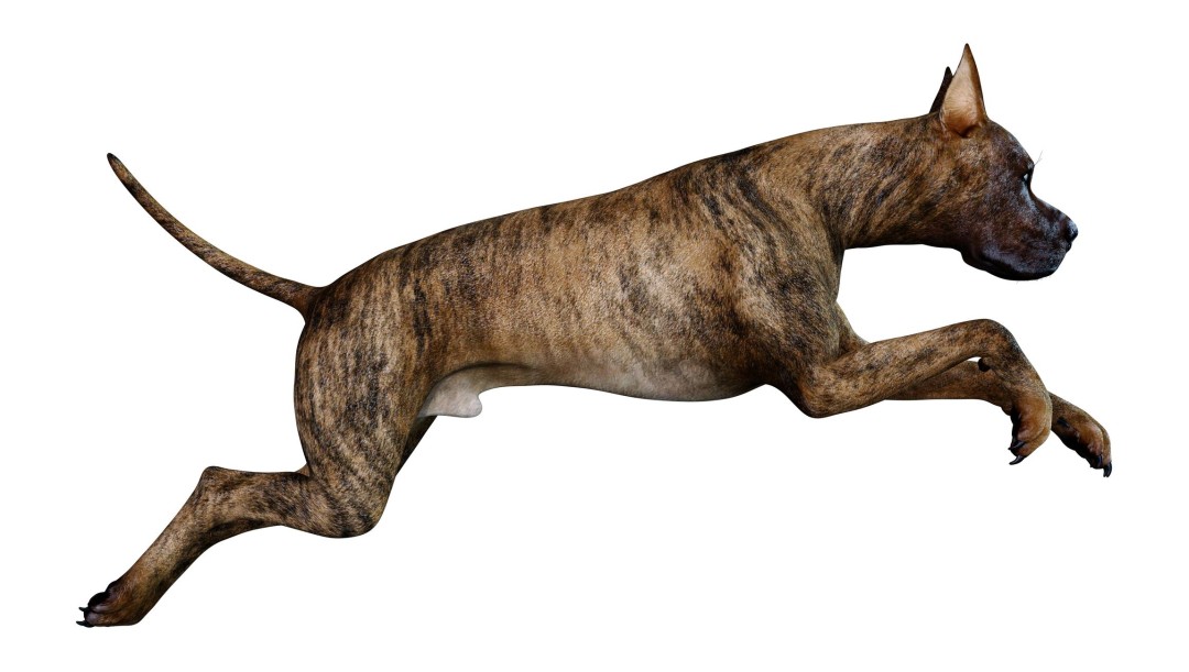 Big Dogs May Die Earlier Due to Unruly 'Jumping Genes'