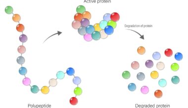 Protein Degraders Could Change Disease Treatment