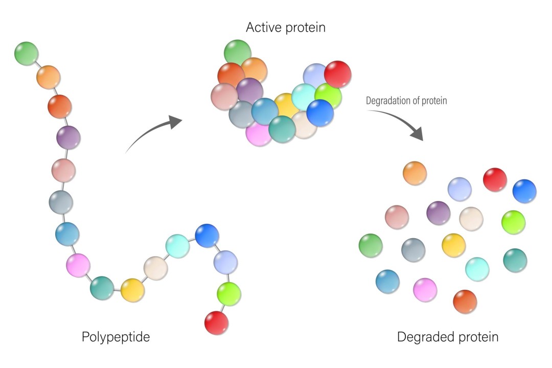 Protein Degraders Could Change Disease Treatment