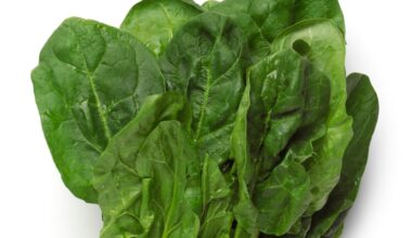11 Foods To Increase Your Ferritin Levels