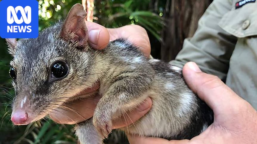 Researchers, rangers fear native northern quoll species could be extinct in Litchfield National Park