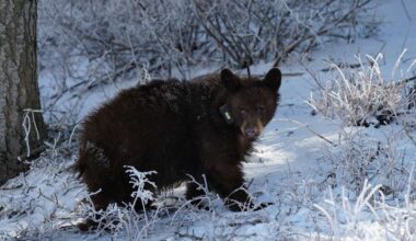 DWR addresses online comments discouraging bear sighting reports