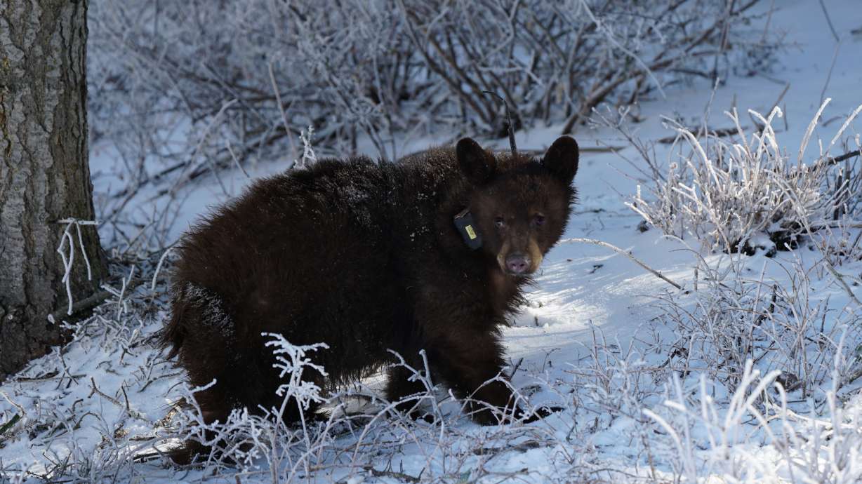 DWR addresses online comments discouraging bear sighting reports