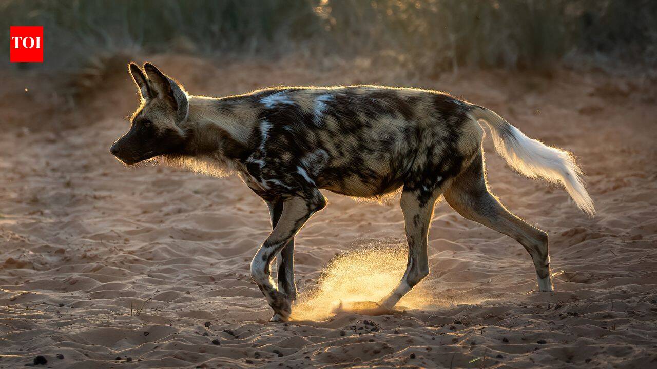 20 African wild dogs were brought back to a Zimbabwe park after disappearing for decades; conservationists rebuilt the ecosystem before their return |