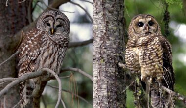 Oregon begins killing barred owls in push to save the northern spotted owl