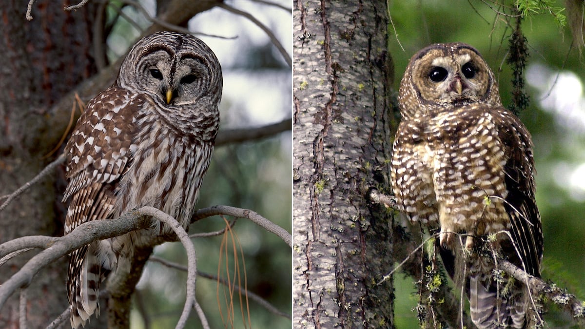 Oregon begins killing barred owls in push to save the northern spotted owl