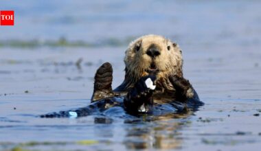 In 1984, a $57 million gift from David and Lucile Packard helped open Monterey Bay Aquarium; its sea otter programme has since cared for over 1,000 stranded animals and surrogate-raised 84 pups