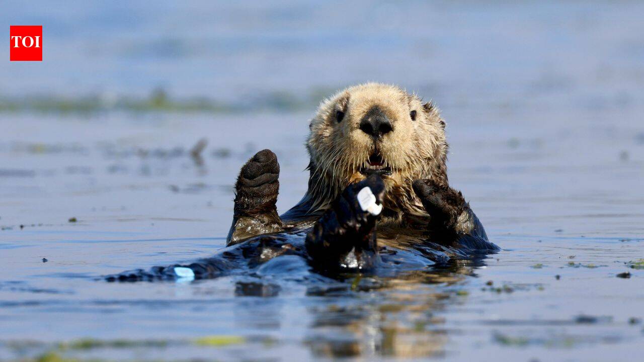 In 1984, a $57 million gift from David and Lucile Packard helped open Monterey Bay Aquarium; its sea otter programme has since cared for over 1,000 stranded animals and surrogate-raised 84 pups