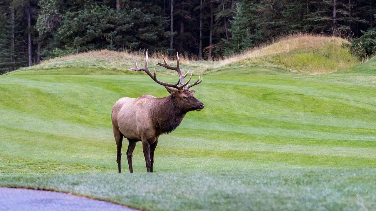 Viral video shows massive elk smash car window with brute force in Colorado