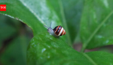 In 1955, Hawaii introduced the rosy wolfsnail to control giant African snails; it instead devastated native tree snails, and 69 years later a species extinct in the wild since 1991 was reintroduced