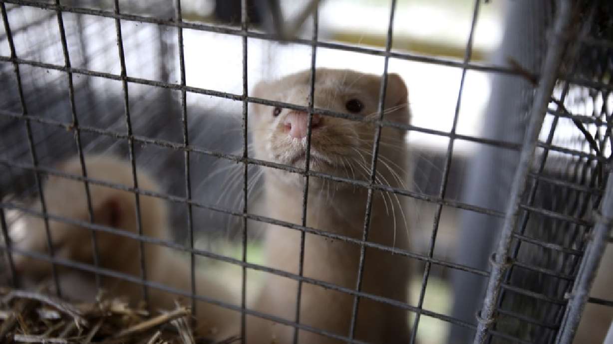 Animal welfare groups criticize response to bird flu outbreak at Utah mink farm