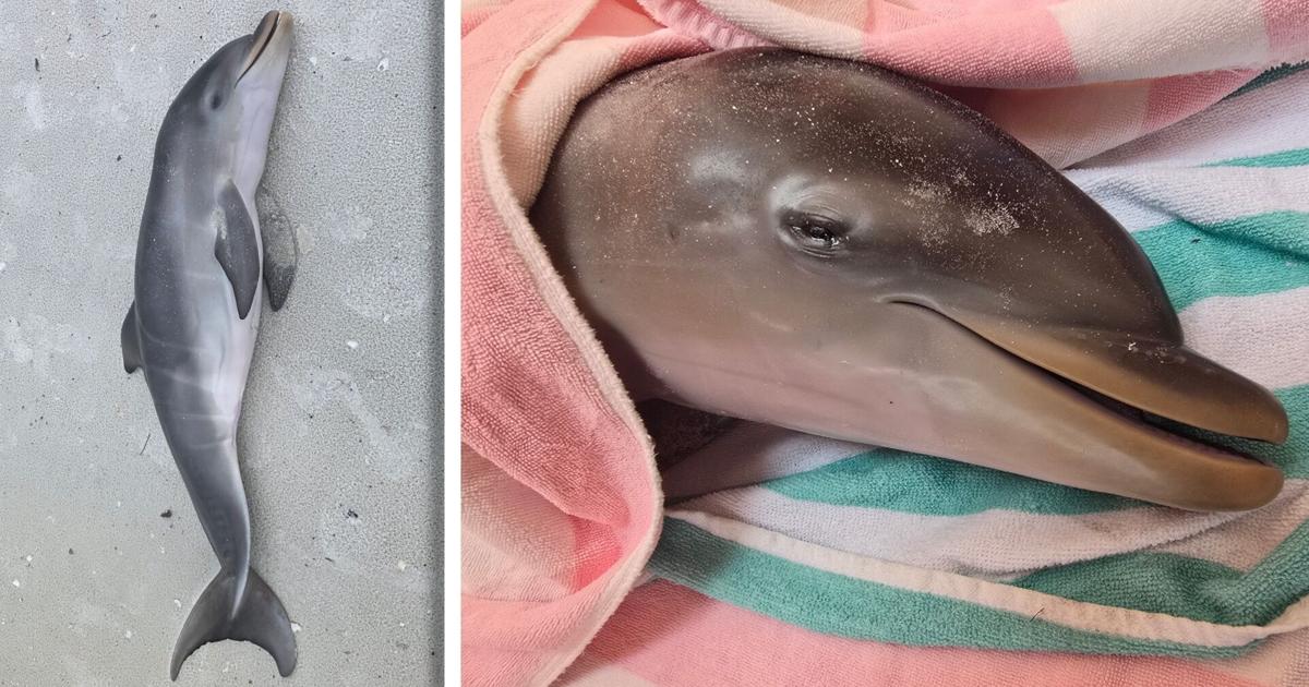 Baby dolphin found dead near south end of Fort Myers Beach | News