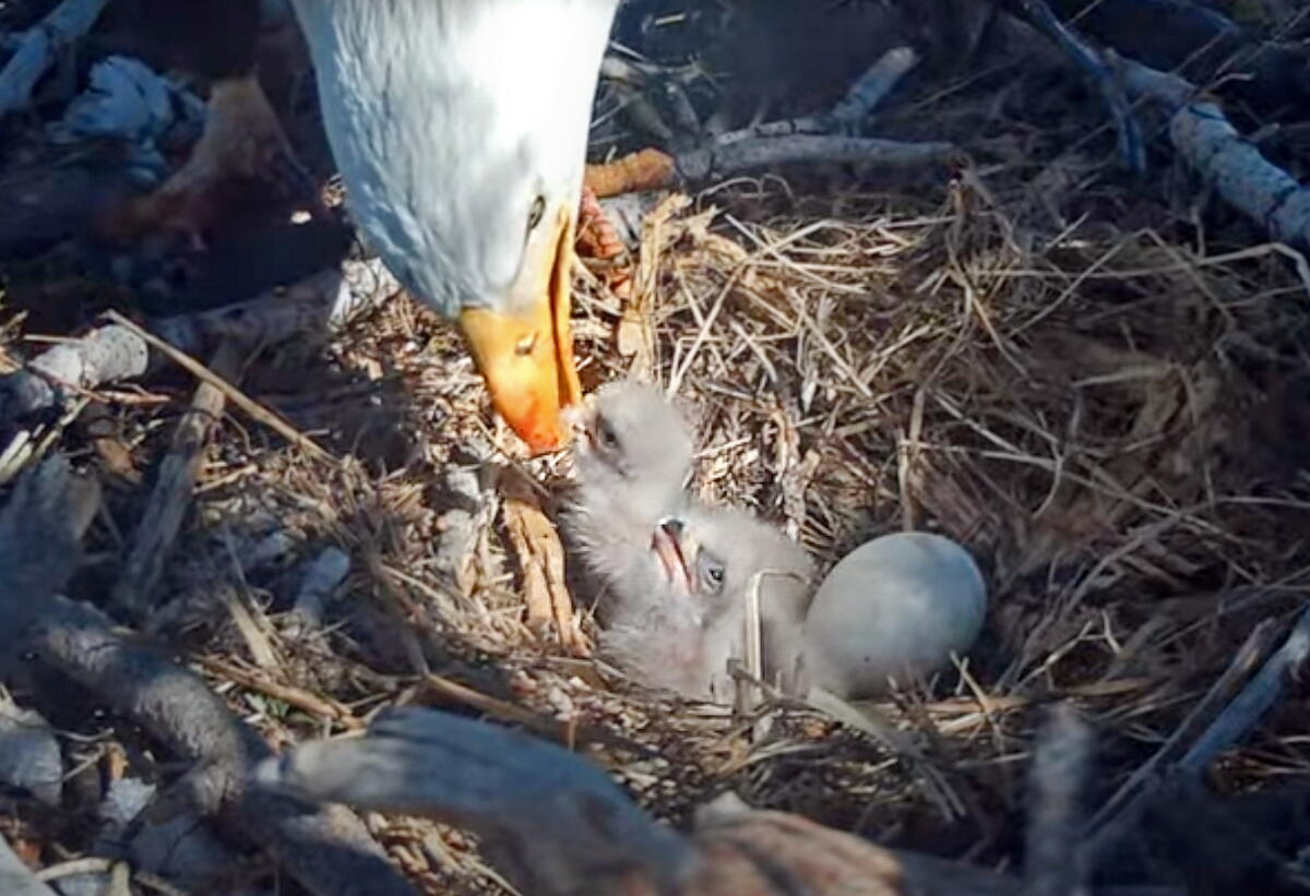 Big Bear, California-March 4, 2025-Jackie feeds her two chicks, as one egg remains unhatched. 
