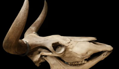 Why the aurochs disappeared from Scandinavia: DNA, hunting, and expanding forests