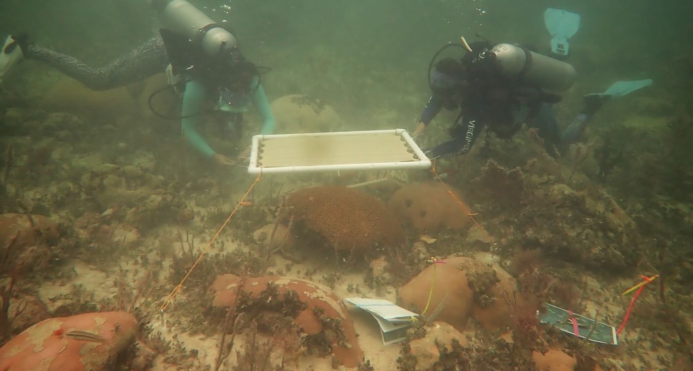 Underwater Umbrellas Could Protect Coral Reefs From Heat Damage