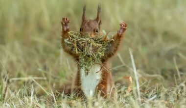 Finalists Win Big Laughs in The Comedy Wildlife Photography Awards – LOOK