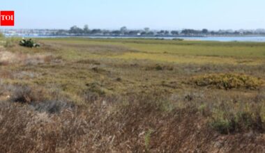 In 2011, California completed a 300-acre restoration of former San Diego salt ponds; five-year monitoring later documented 80 bird, 22 fish and 10 invertebrate species