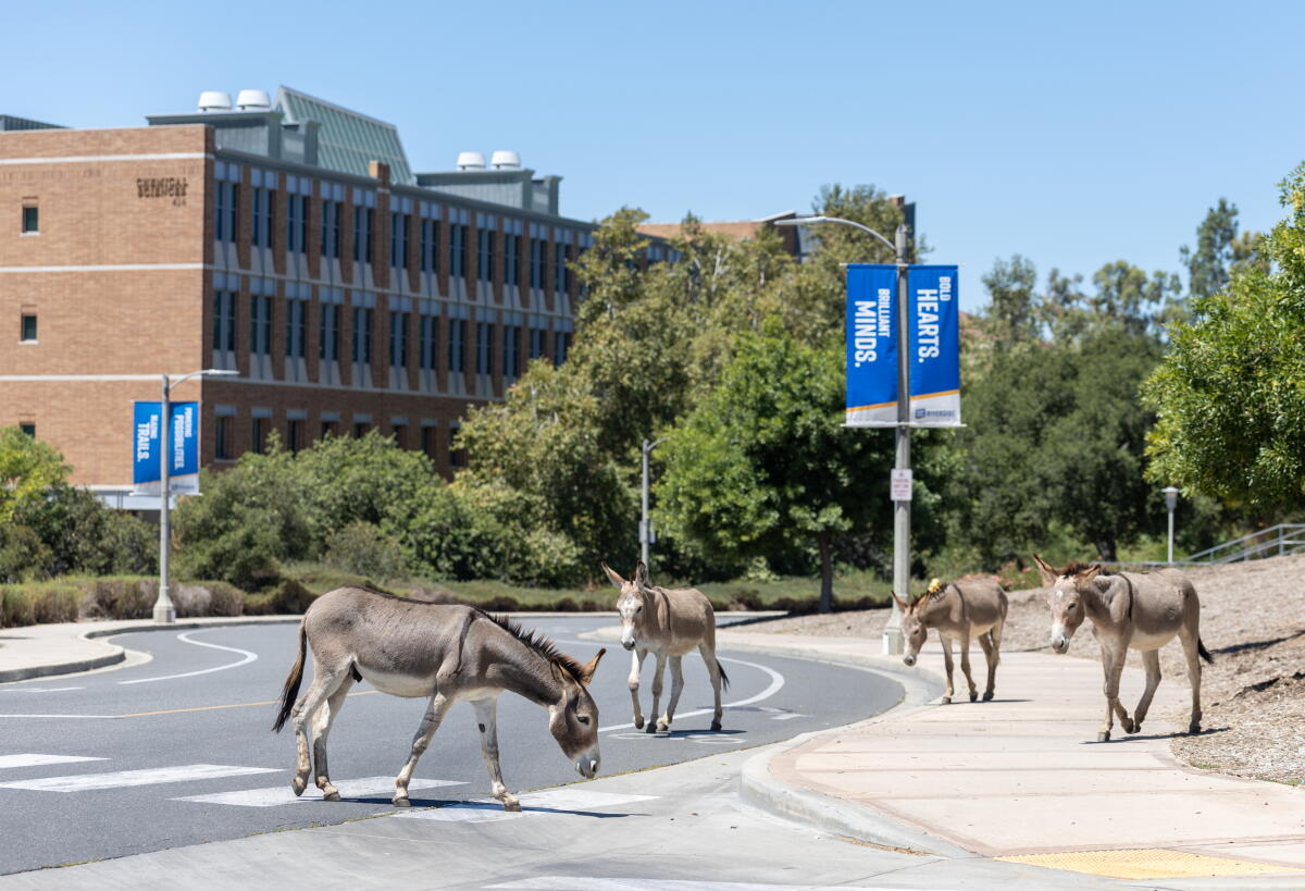 Donkeys on the UC Riverside campus.