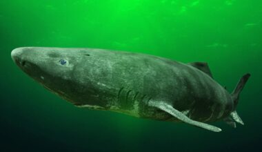Greenland fishermen want to cull 1,000 sharks that can live over 400 years with $45 per heart bounty