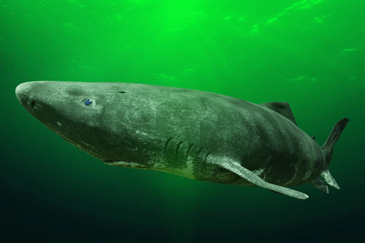 Greenland fishermen want to cull 1,000 sharks that can live over 400 years with $45 per heart bounty