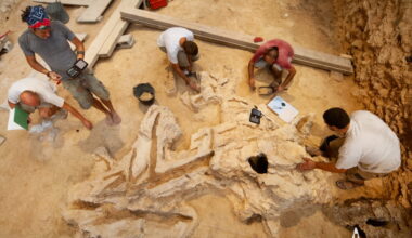 Neanderthal woodworking was far more advanced than we thought, new study shows
