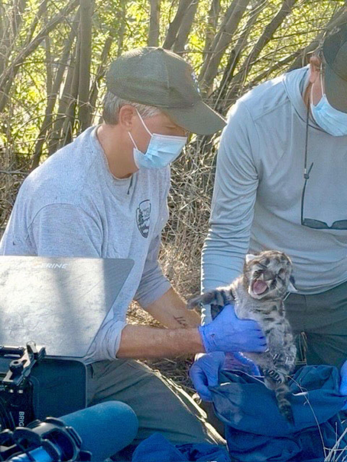 A team with the National Park Service recently found and marked three mountain lion kittens in the Simi Hills.