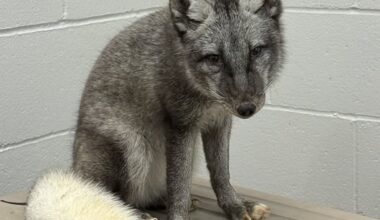 Arctic fox taken out of Omaha home after being kept as pet