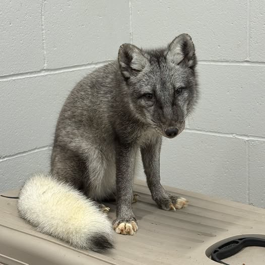 Arctic fox taken out of Omaha home after being kept as pet